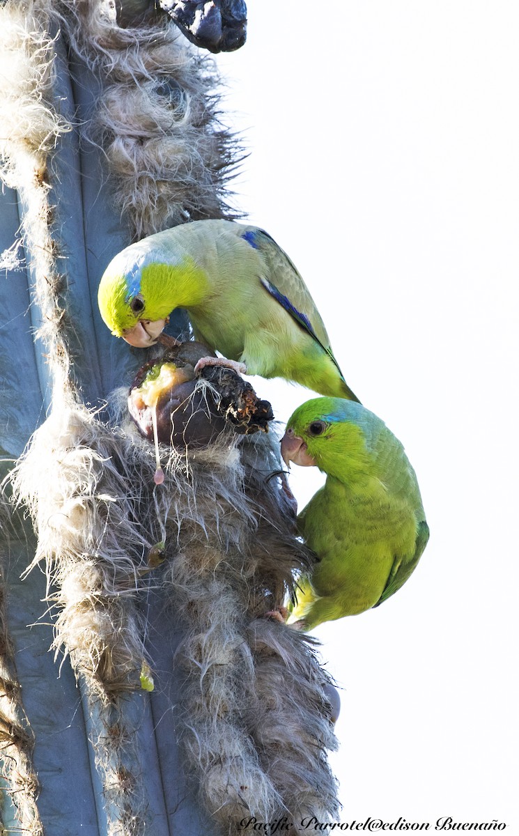 Pacific Parrotlet - ML620343457