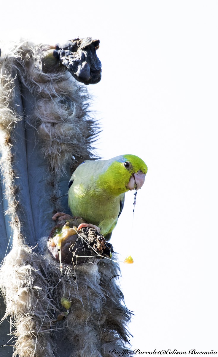 Pacific Parrotlet - ML620343459