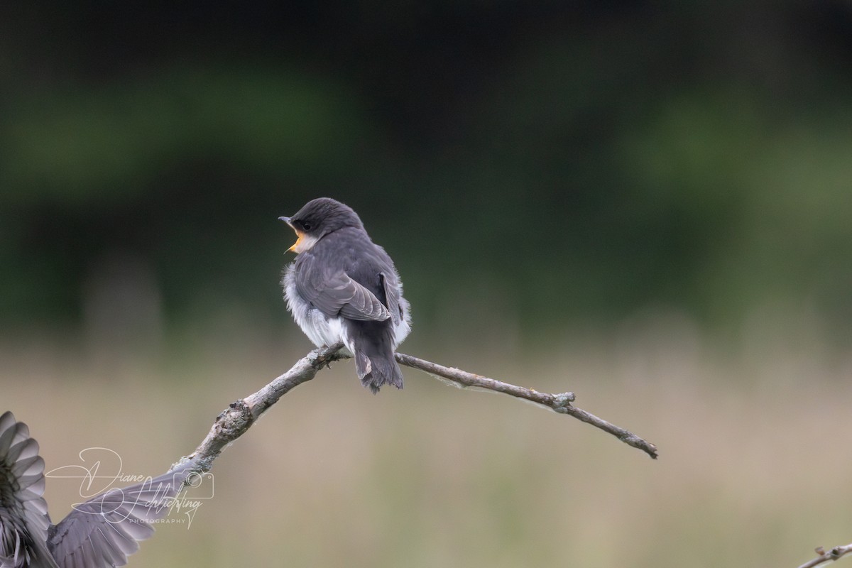 Tree Swallow - ML620343468