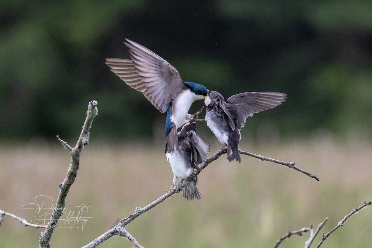 Tree Swallow - ML620343472