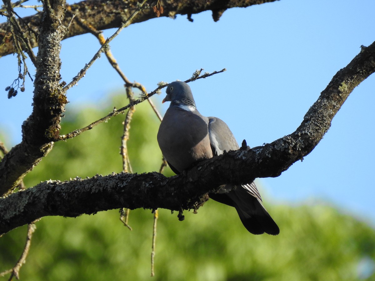 Common Wood-Pigeon - ML620343481