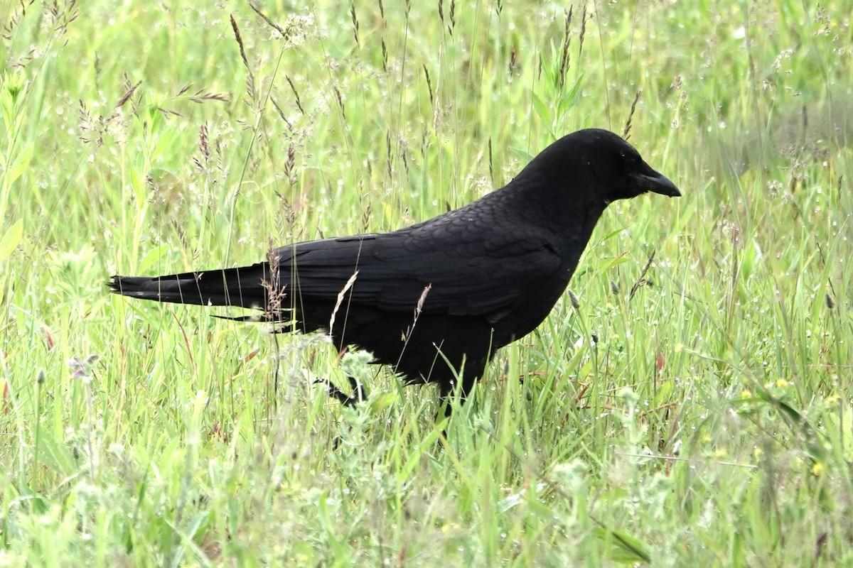 American Crow - ML620343485