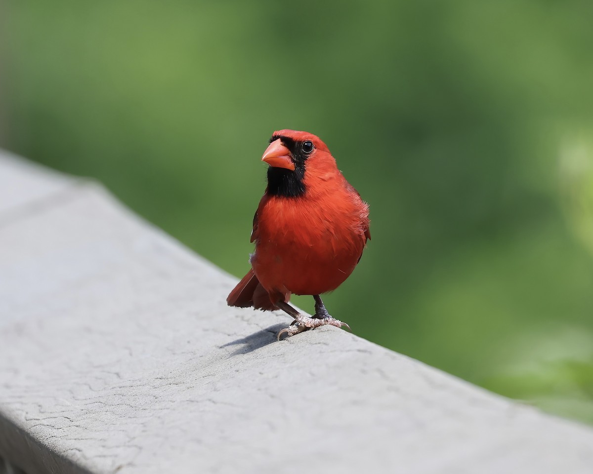 Northern Cardinal - ML620343488