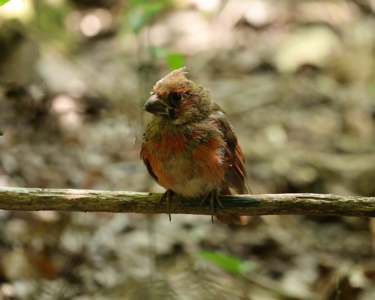 Cardinal rouge - ML620343489