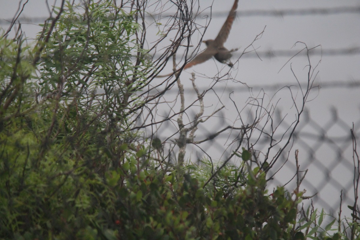 Yellow-billed Cuckoo - ML620343490