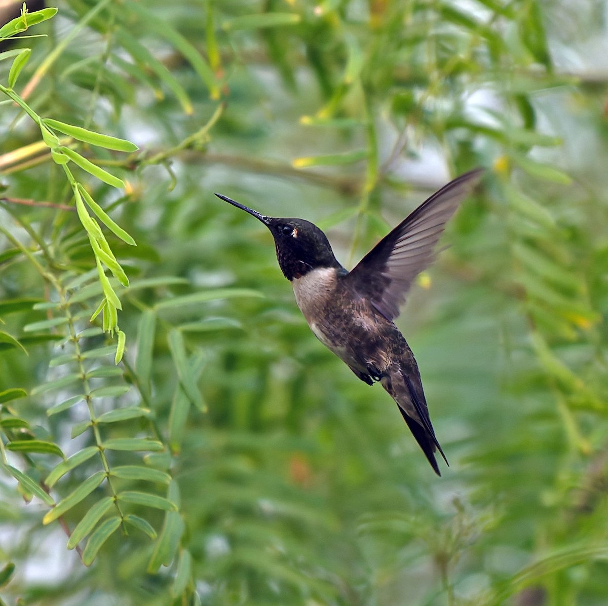 Colibri à gorge rubis - ML620343504