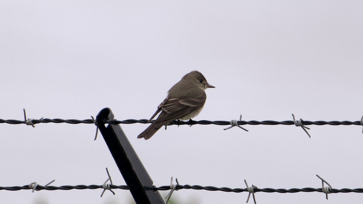 Western Wood-Pewee - ML620343514