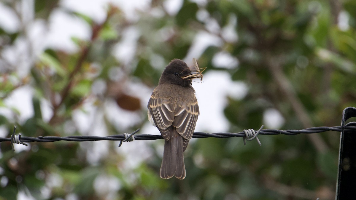 Black Phoebe - ML620343520