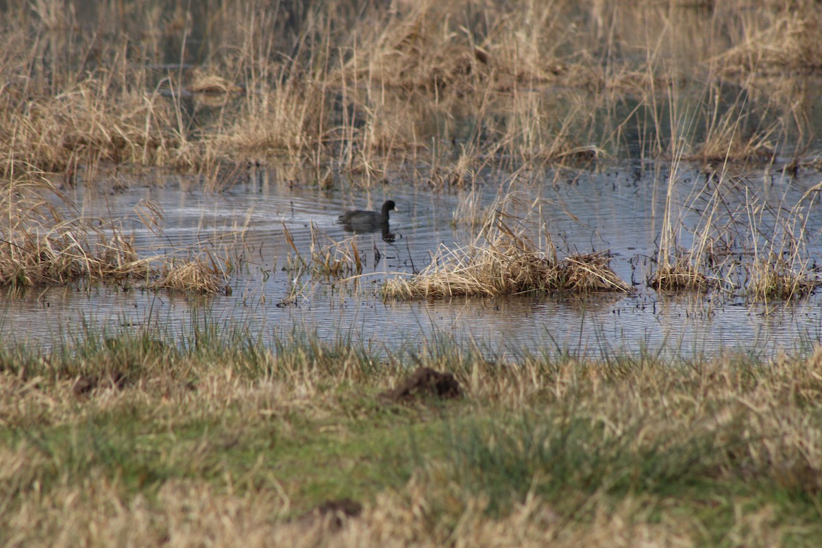 American Coot - ML620343521