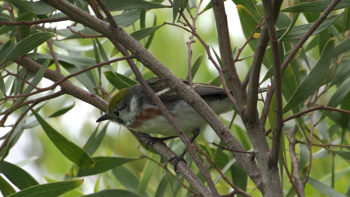 Chestnut-sided Warbler - ML620343523