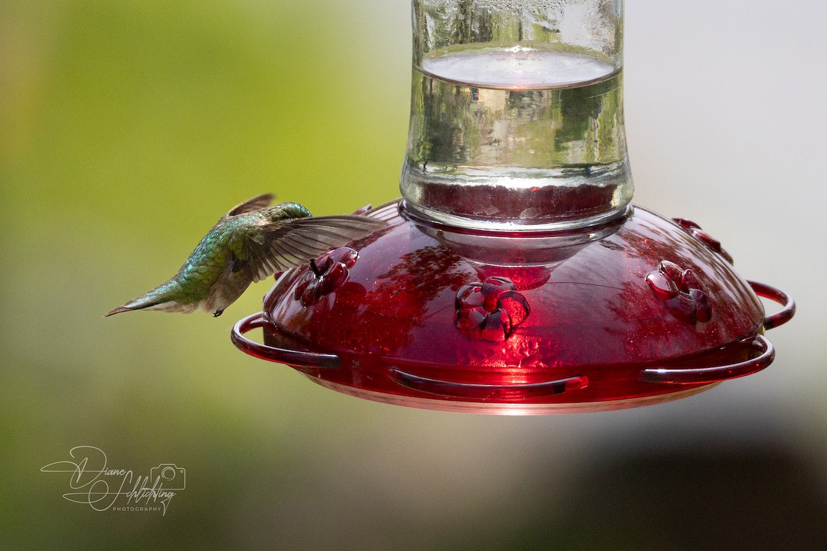 Ruby-throated Hummingbird - ML620343528
