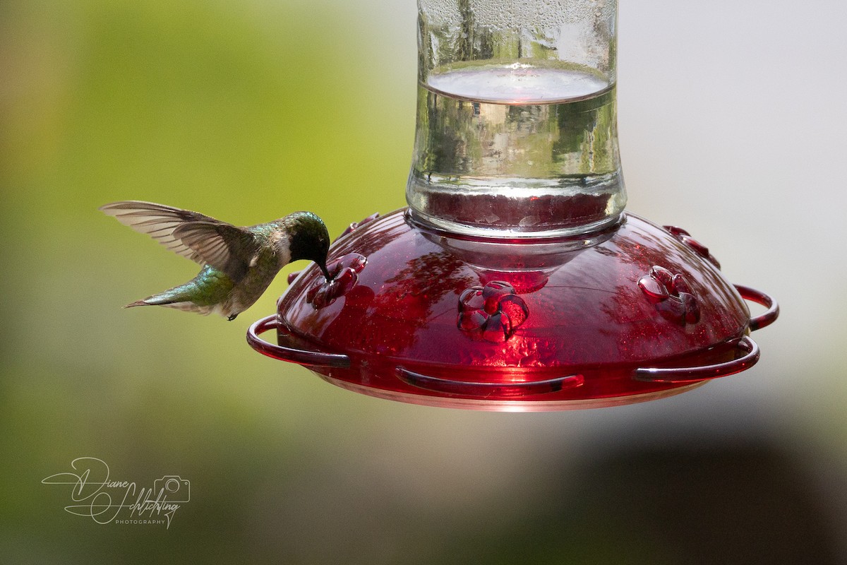 Ruby-throated Hummingbird - ML620343529