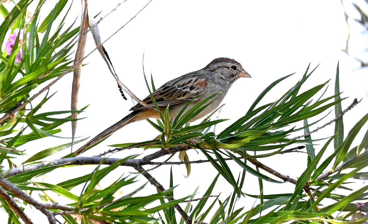Rufous-winged Sparrow - ML620343533