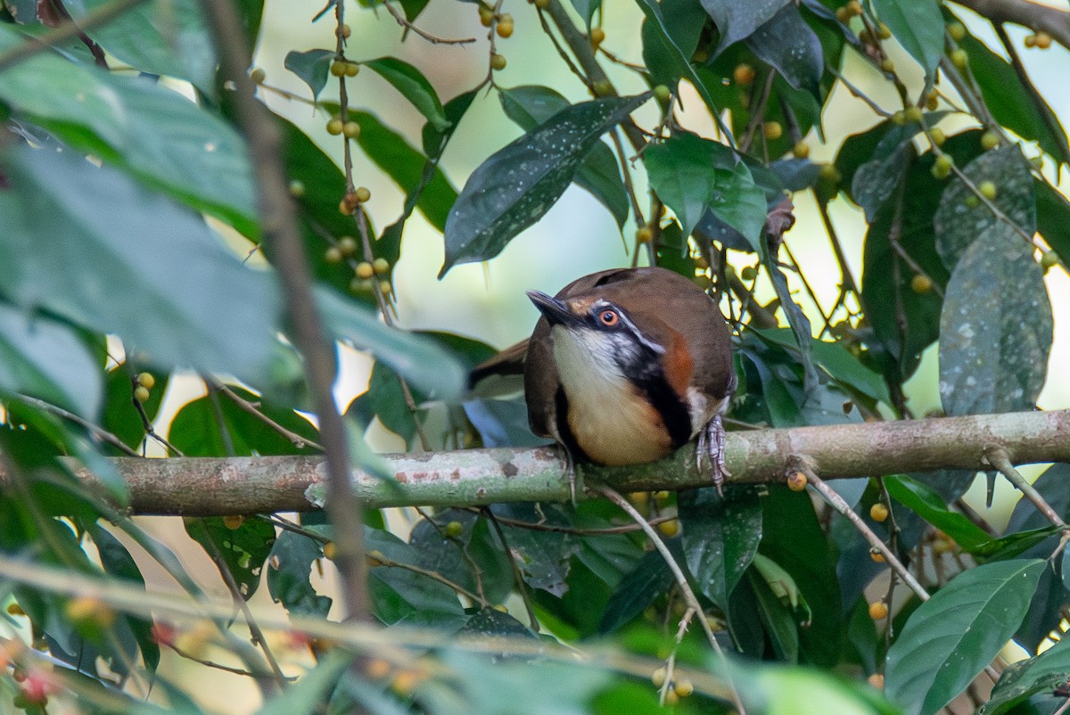 Greater Necklaced Laughingthrush - ML620343539