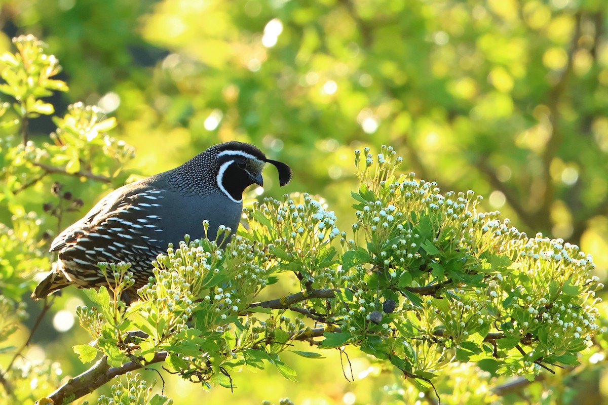 California Quail - ML620343546