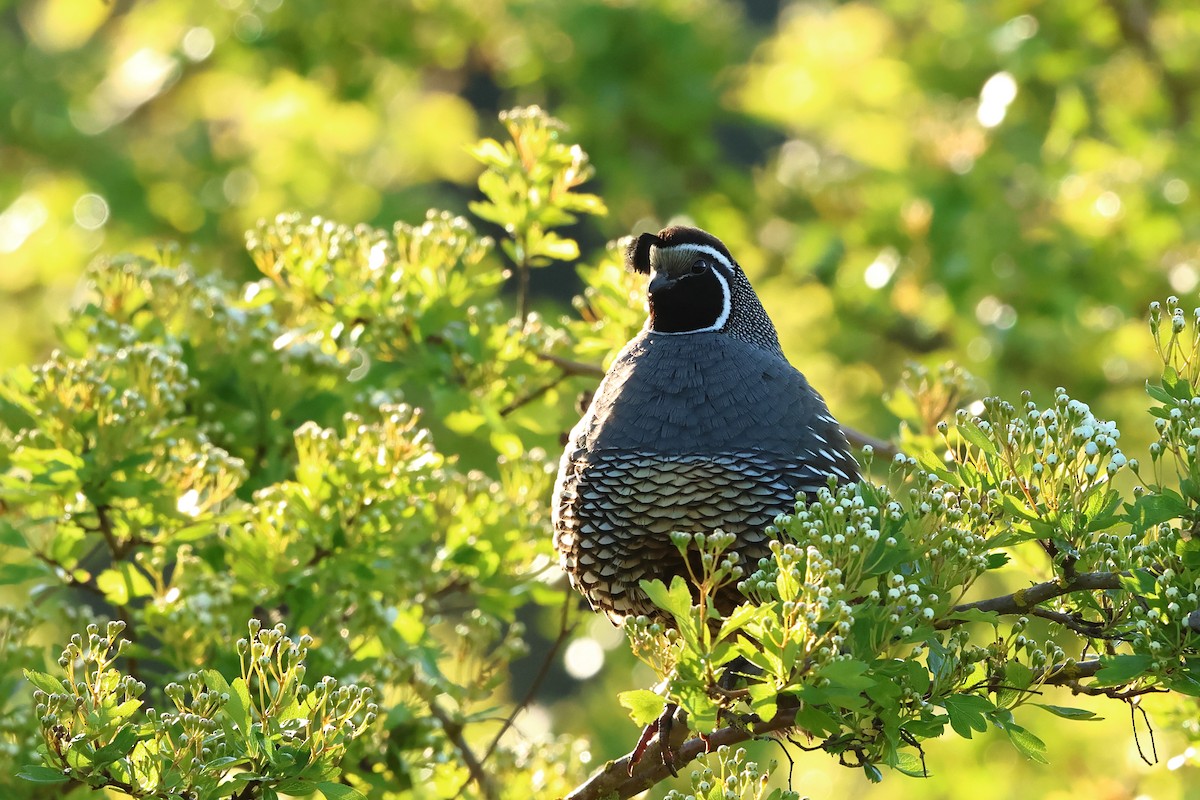 California Quail - ML620343548