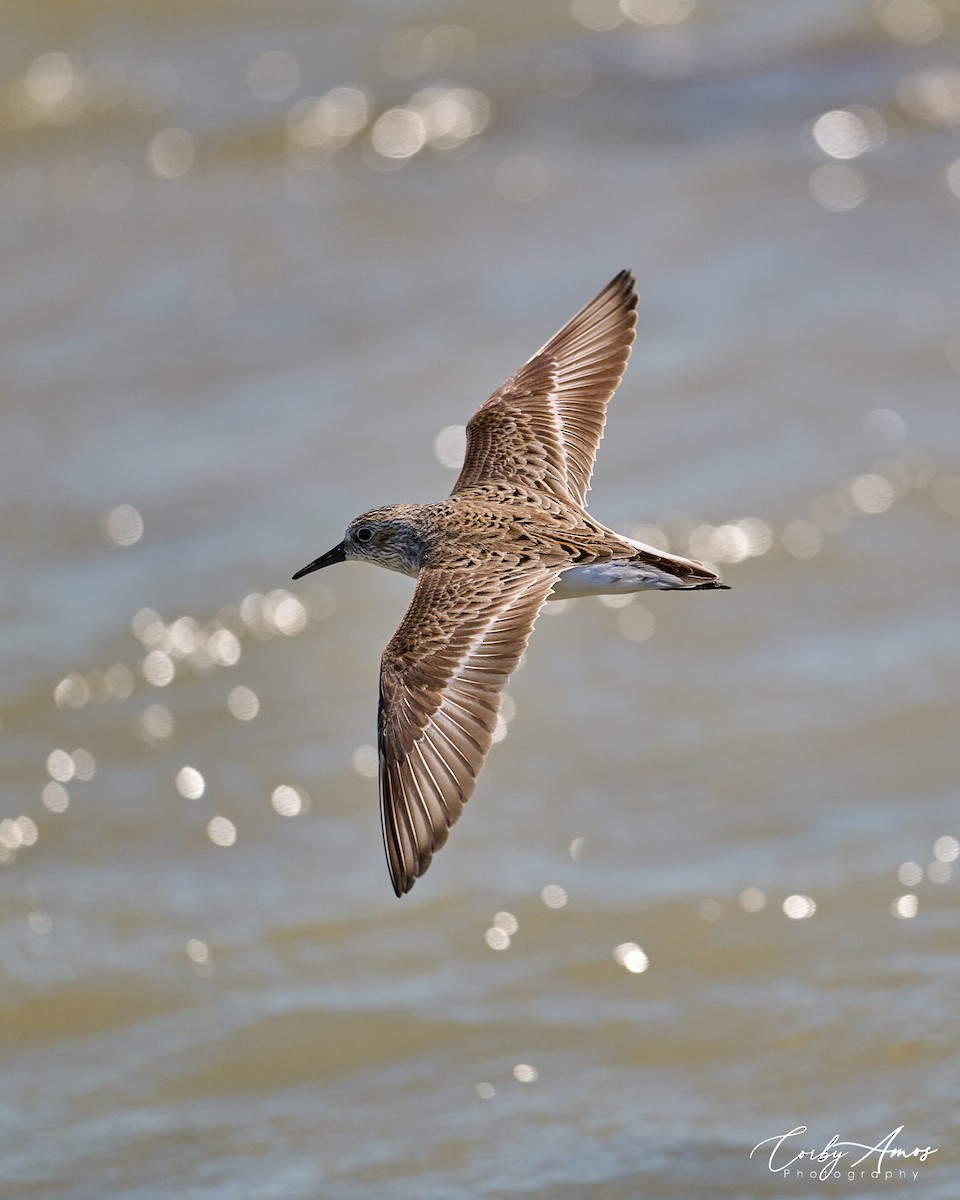 Semipalmated Sandpiper - ML620343563