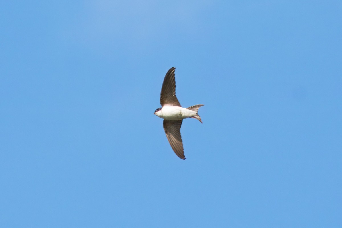 Western House-Martin - ML620343570