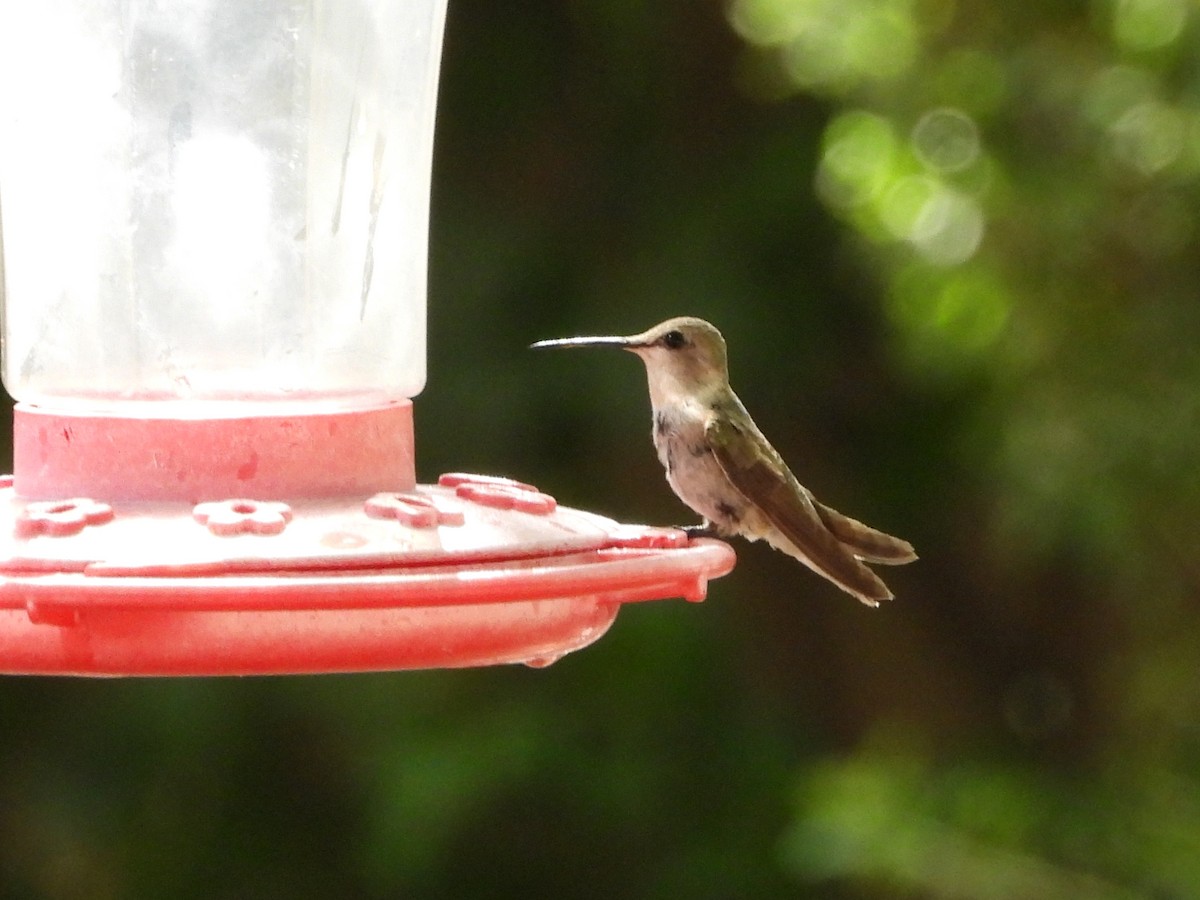 Black-chinned Hummingbird - Pam Griffin