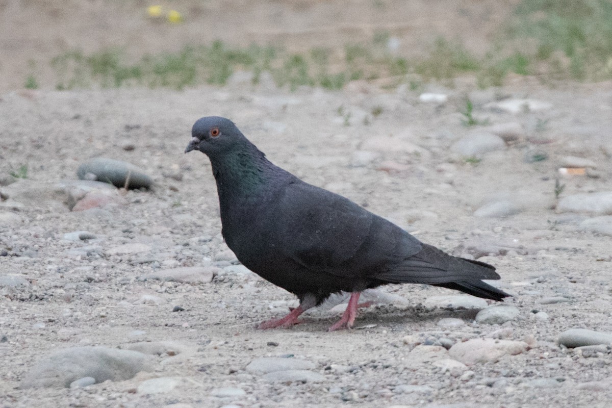 Rock Pigeon (Feral Pigeon) - ML620343587
