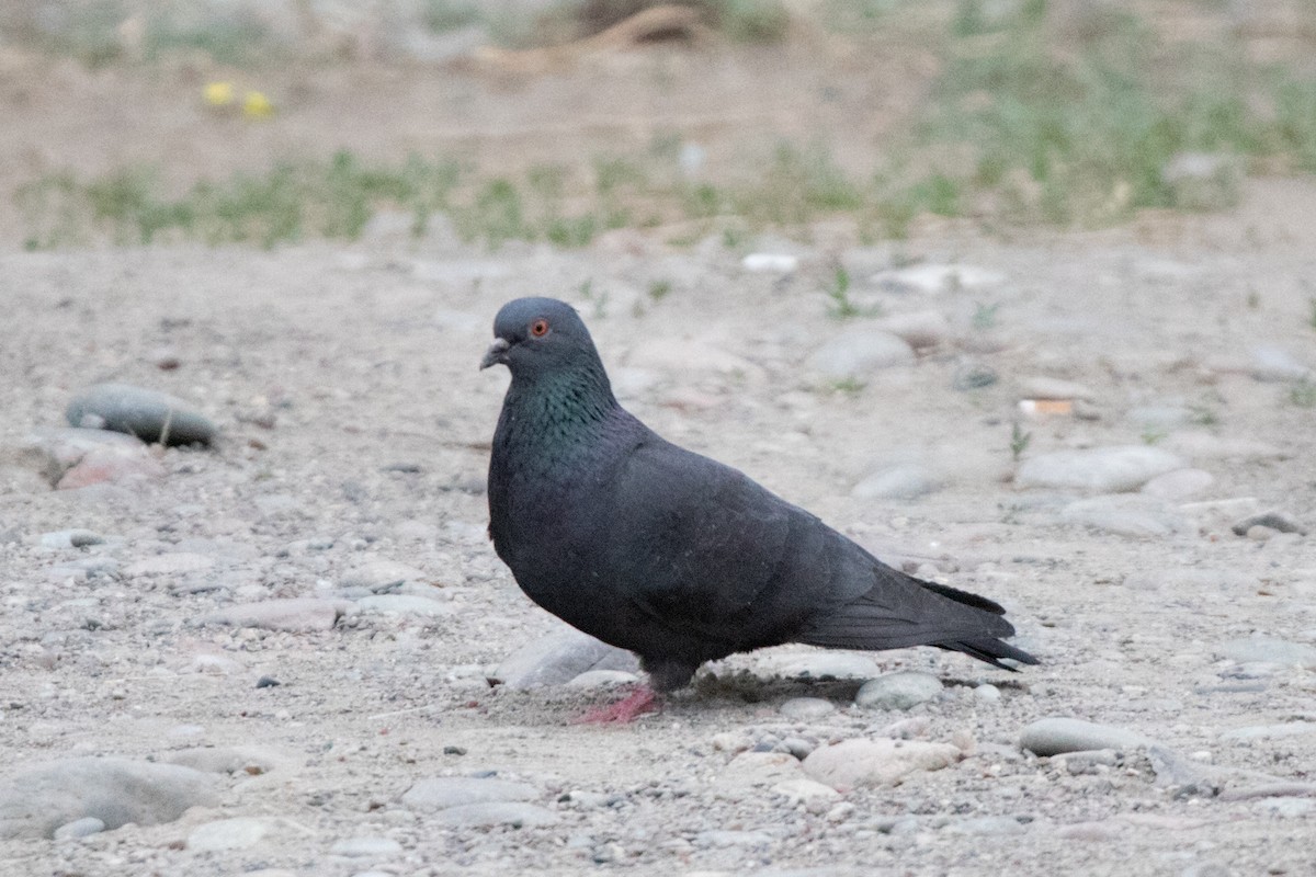 Pigeon biset (forme domestique) - ML620343588