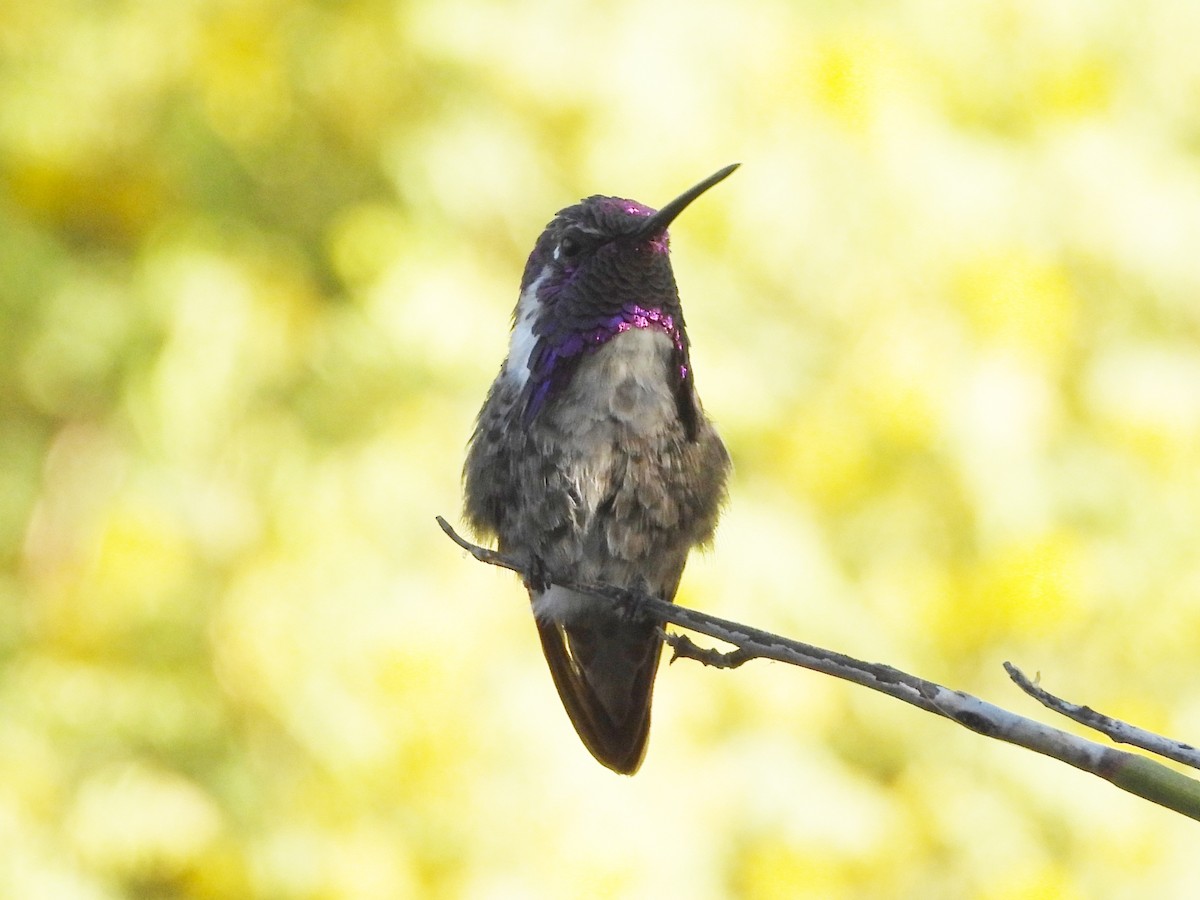 Costa's Hummingbird - ML620343589