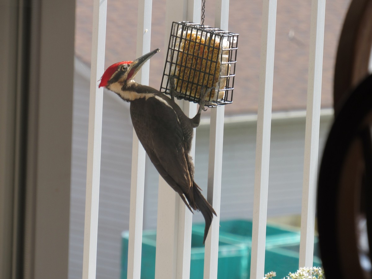 Pileated Woodpecker - ML620343595