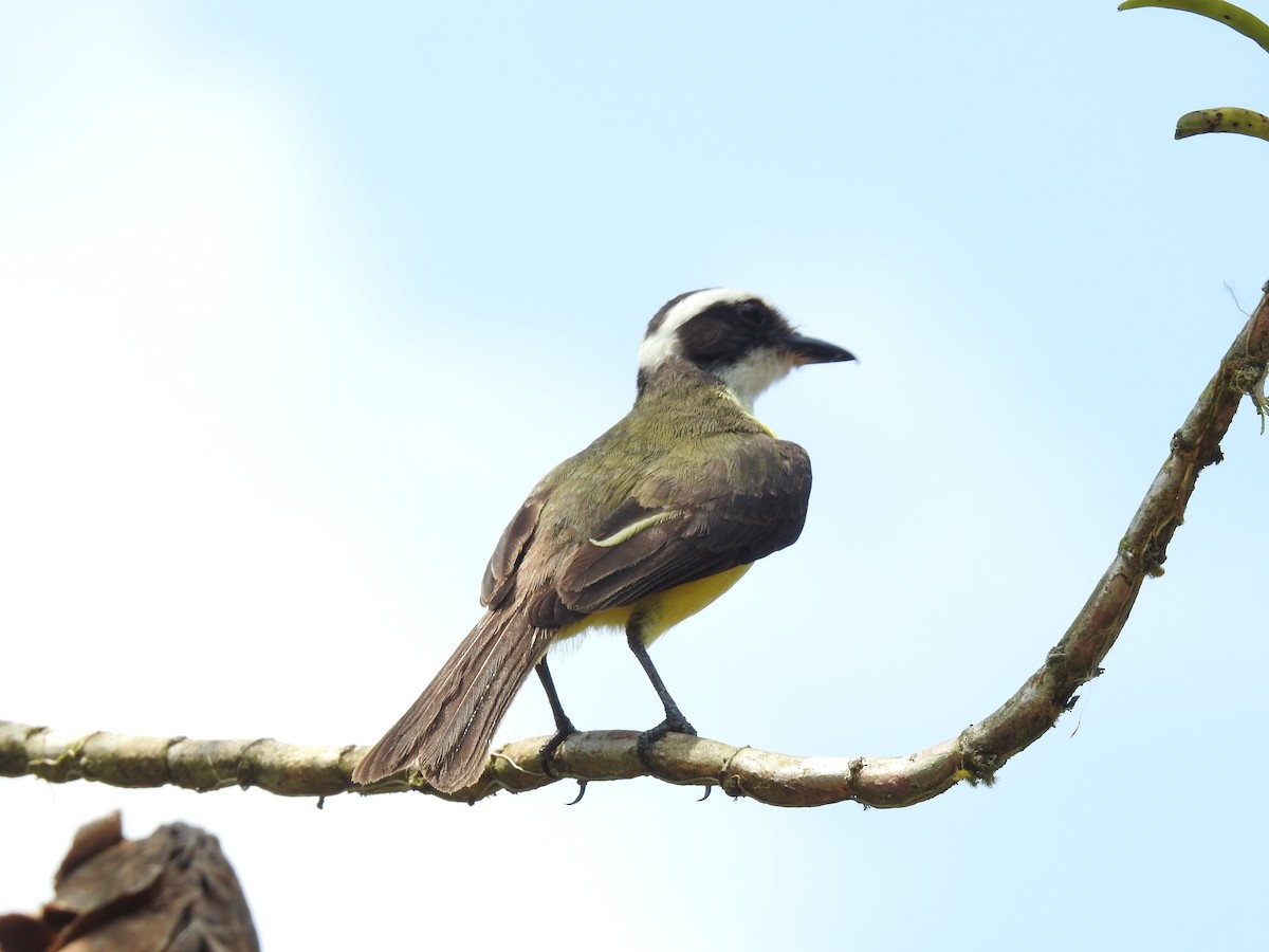 White-ringed Flycatcher - ML620343599