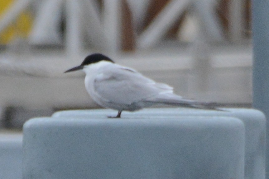 Common Tern (longipennis) - ML620343602