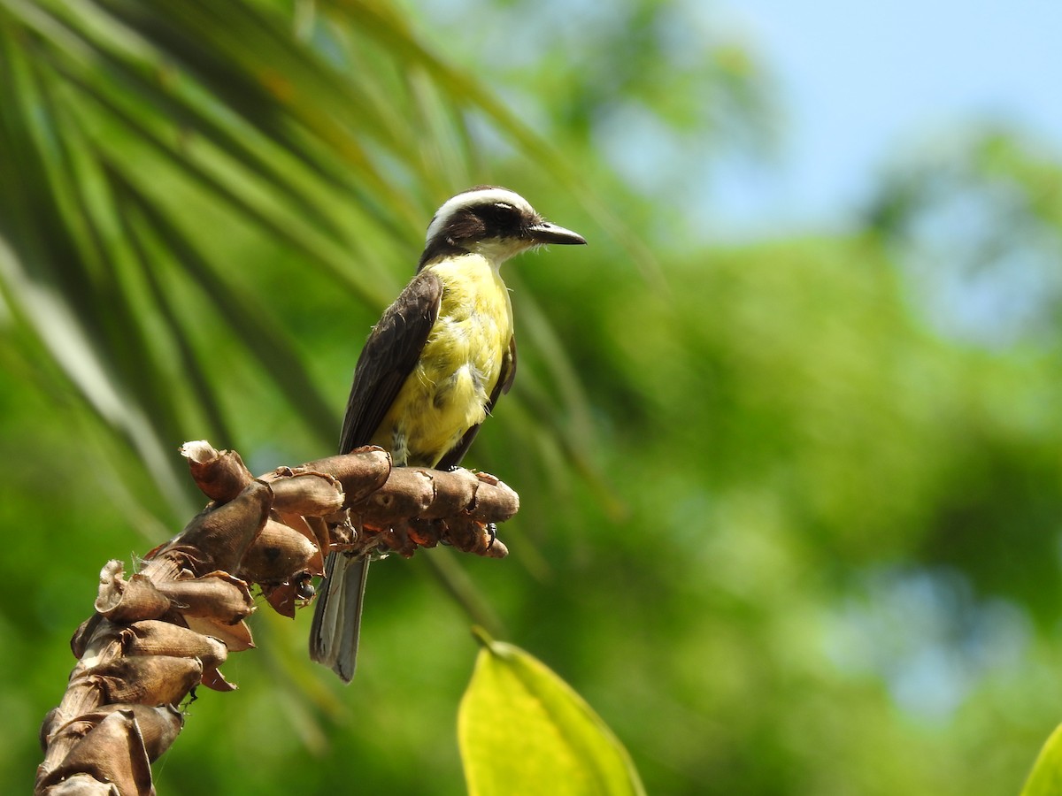 White-ringed Flycatcher - ML620343604