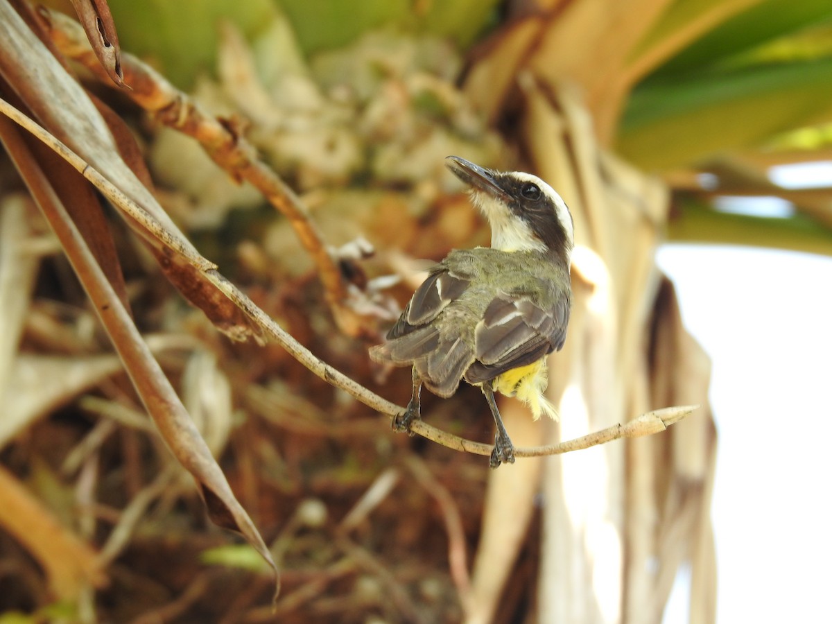 White-ringed Flycatcher - ML620343607