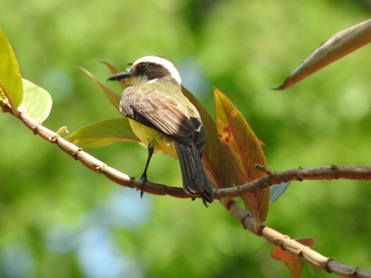 White-ringed Flycatcher - ML620343608