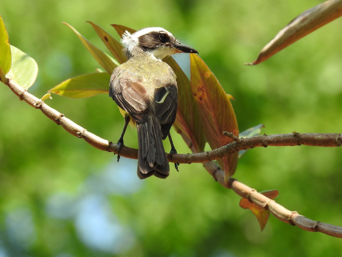 White-ringed Flycatcher - ML620343609