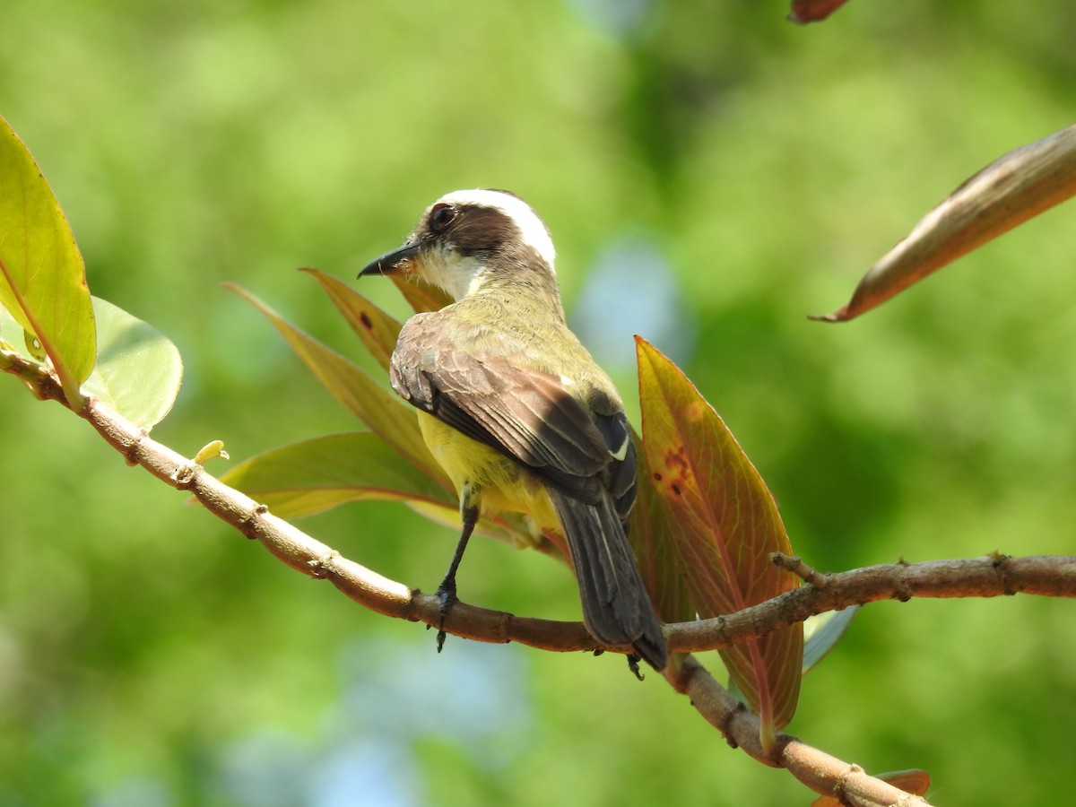 White-ringed Flycatcher - ML620343610