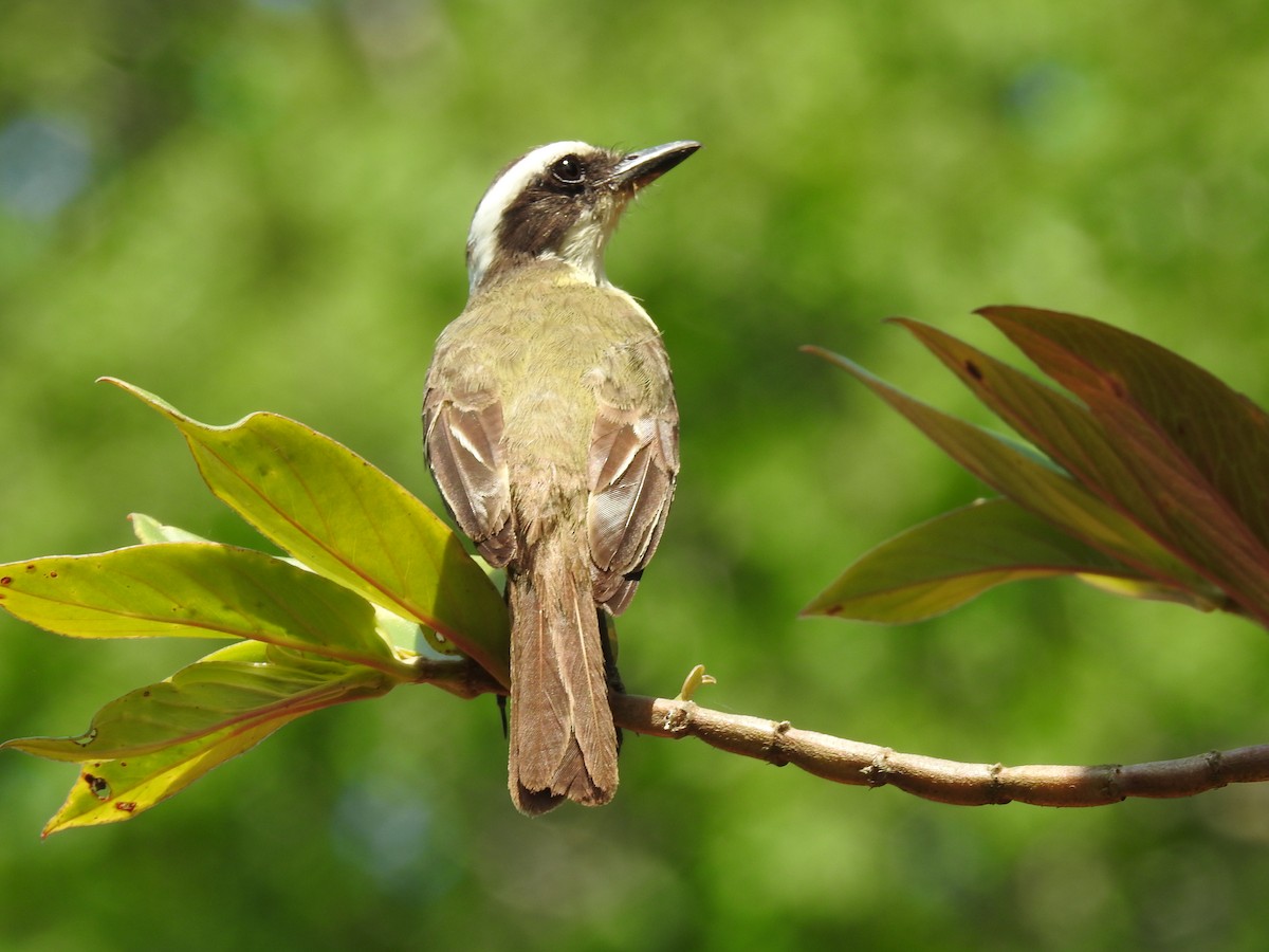 White-ringed Flycatcher - ML620343611