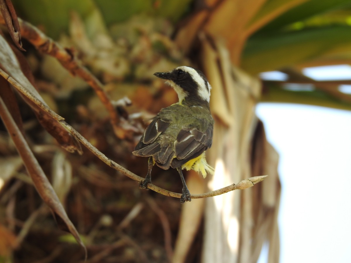 White-ringed Flycatcher - ML620343612