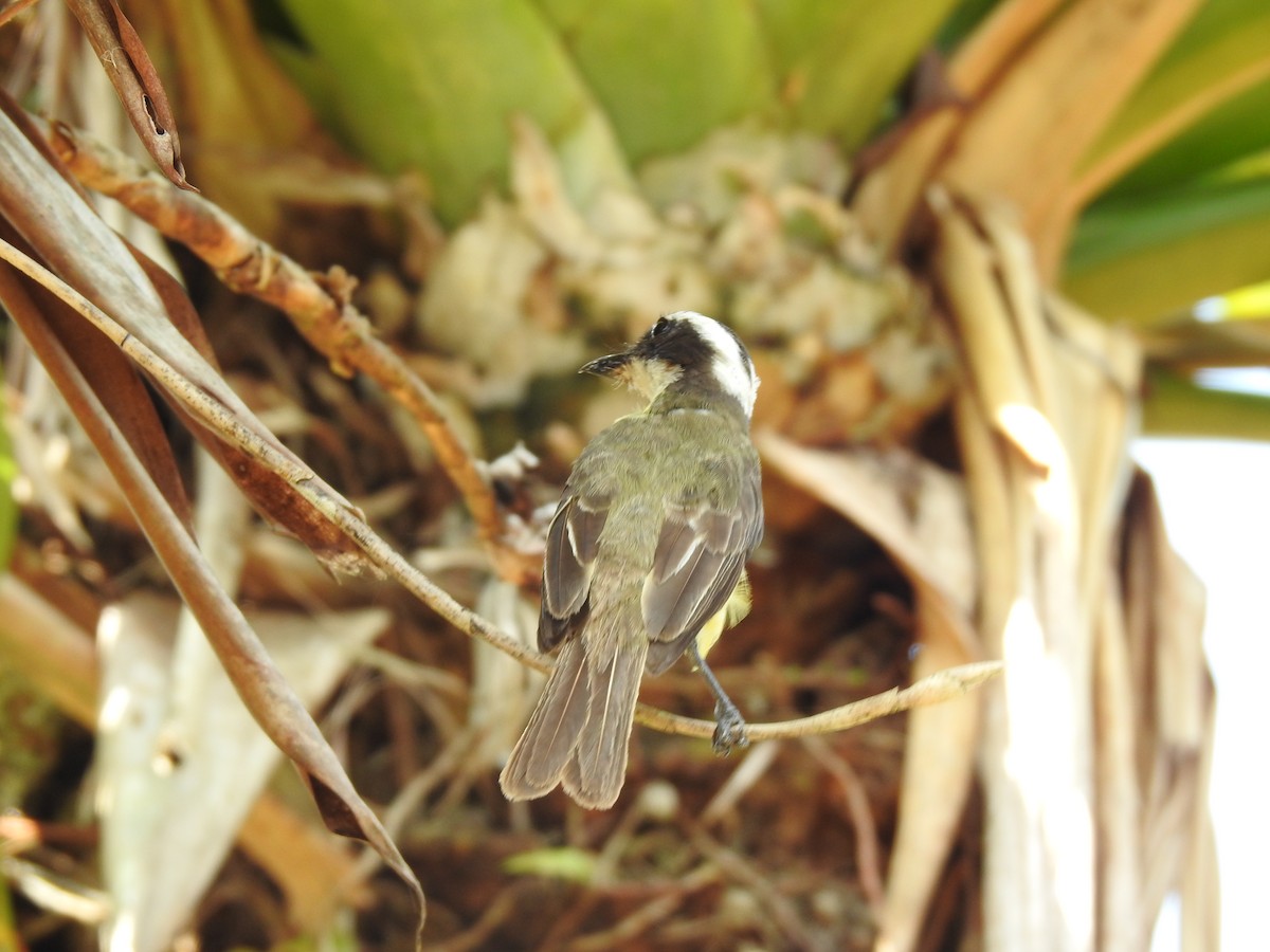 White-ringed Flycatcher - ML620343613