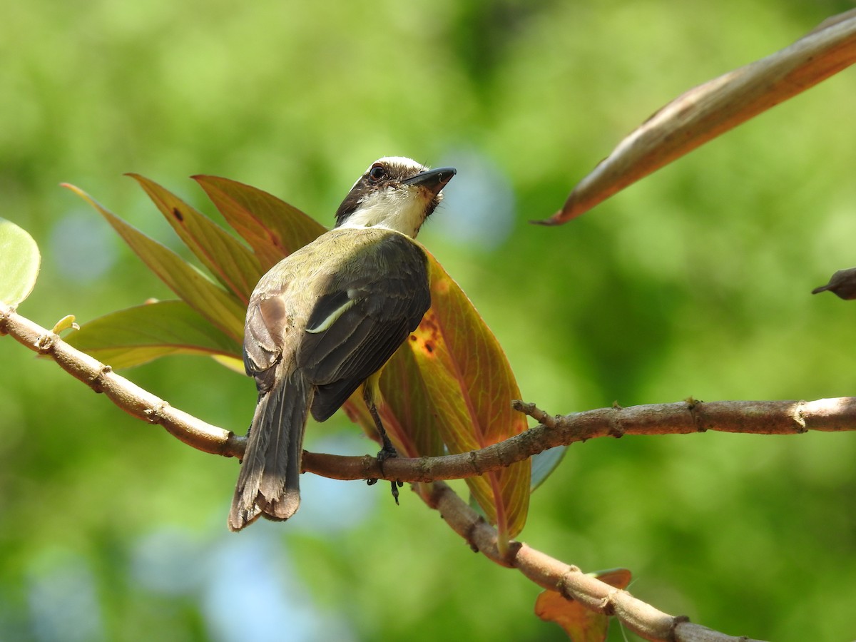 White-ringed Flycatcher - ML620343614