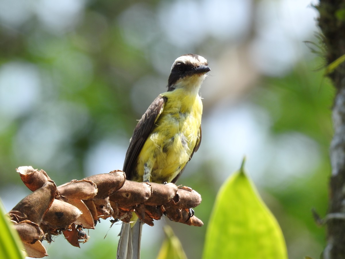 White-ringed Flycatcher - ML620343616