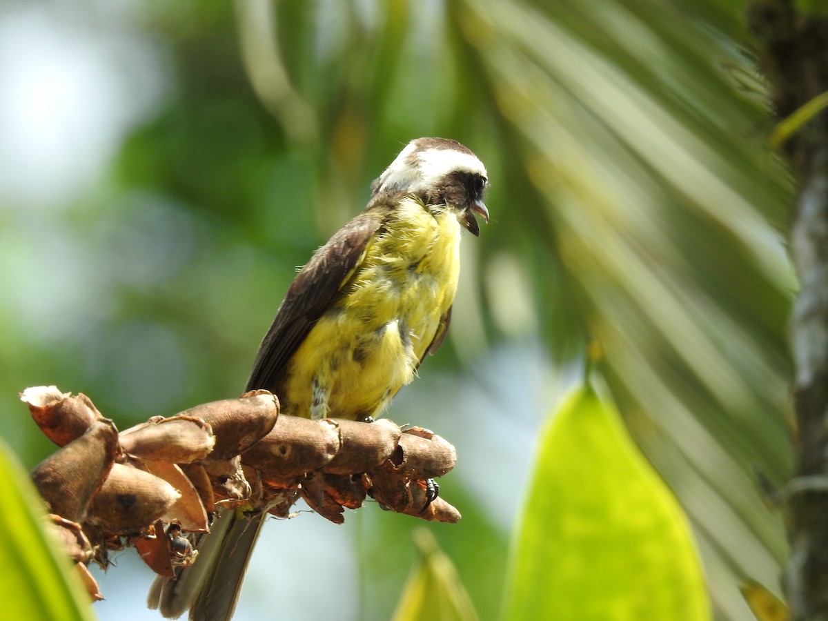 White-ringed Flycatcher - ML620343617