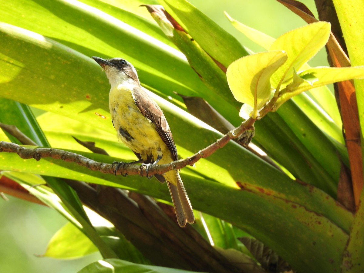 White-ringed Flycatcher - ML620343618