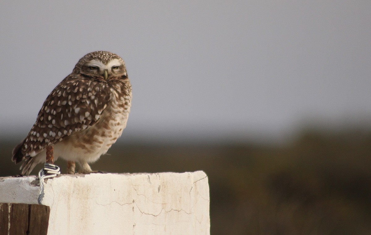 Burrowing Owl - ML620343630