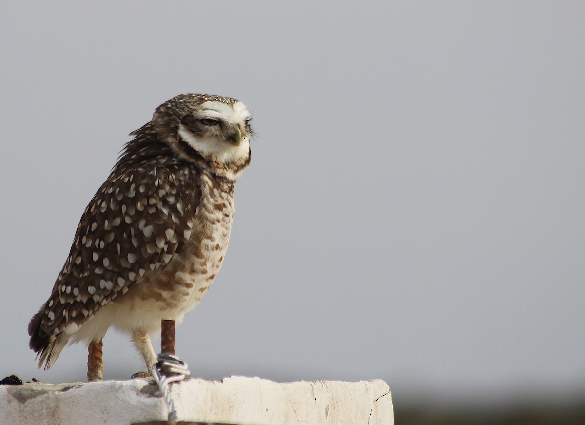 Burrowing Owl - ML620343639
