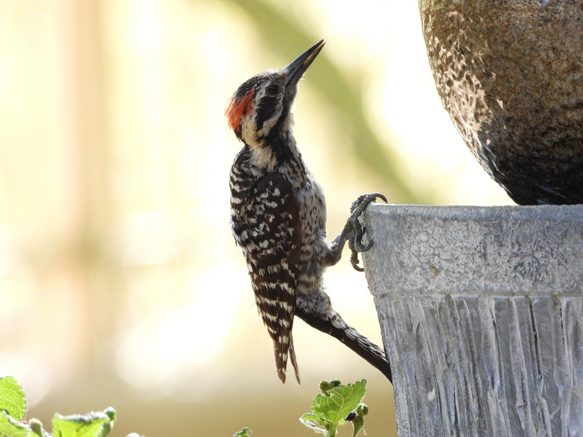 Ladder-backed Woodpecker - ML620343641