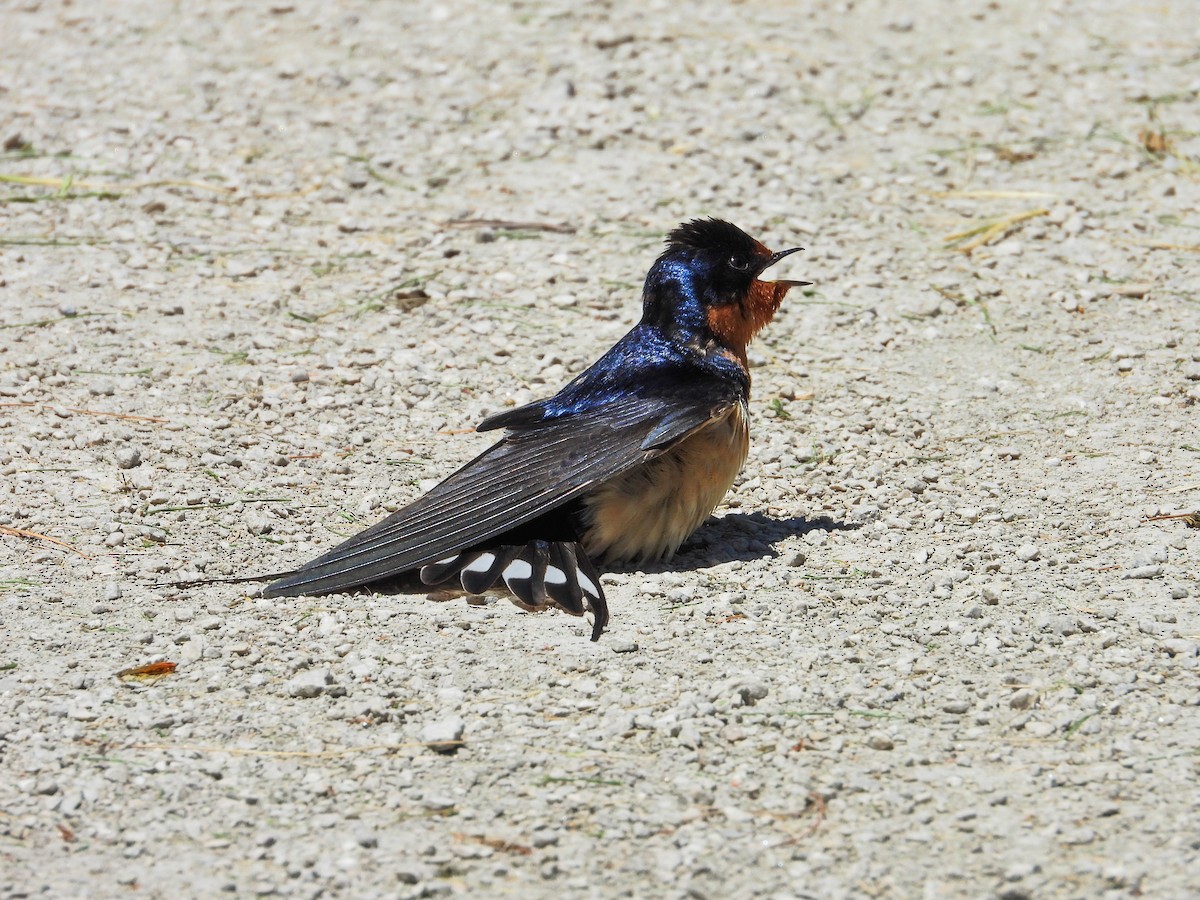 Barn Swallow - ML620343649