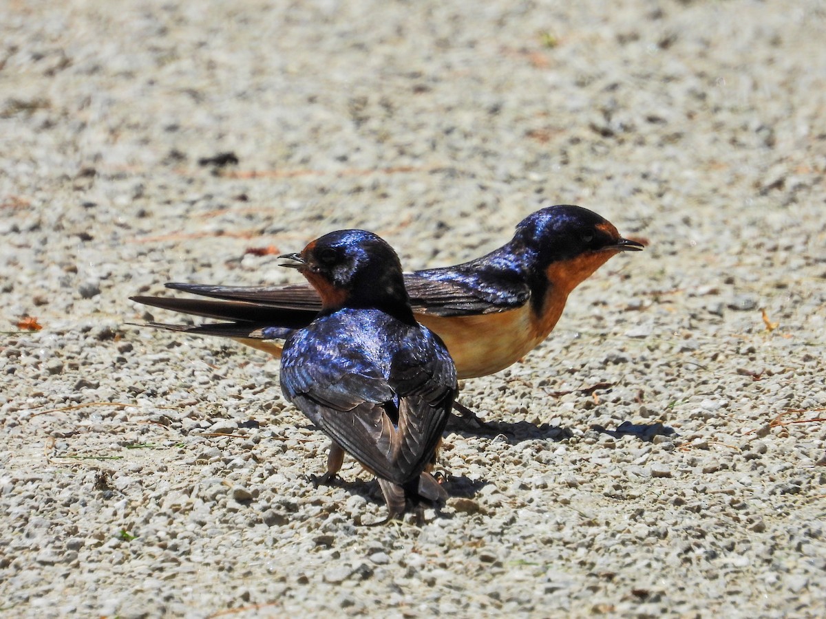 Barn Swallow - ML620343651