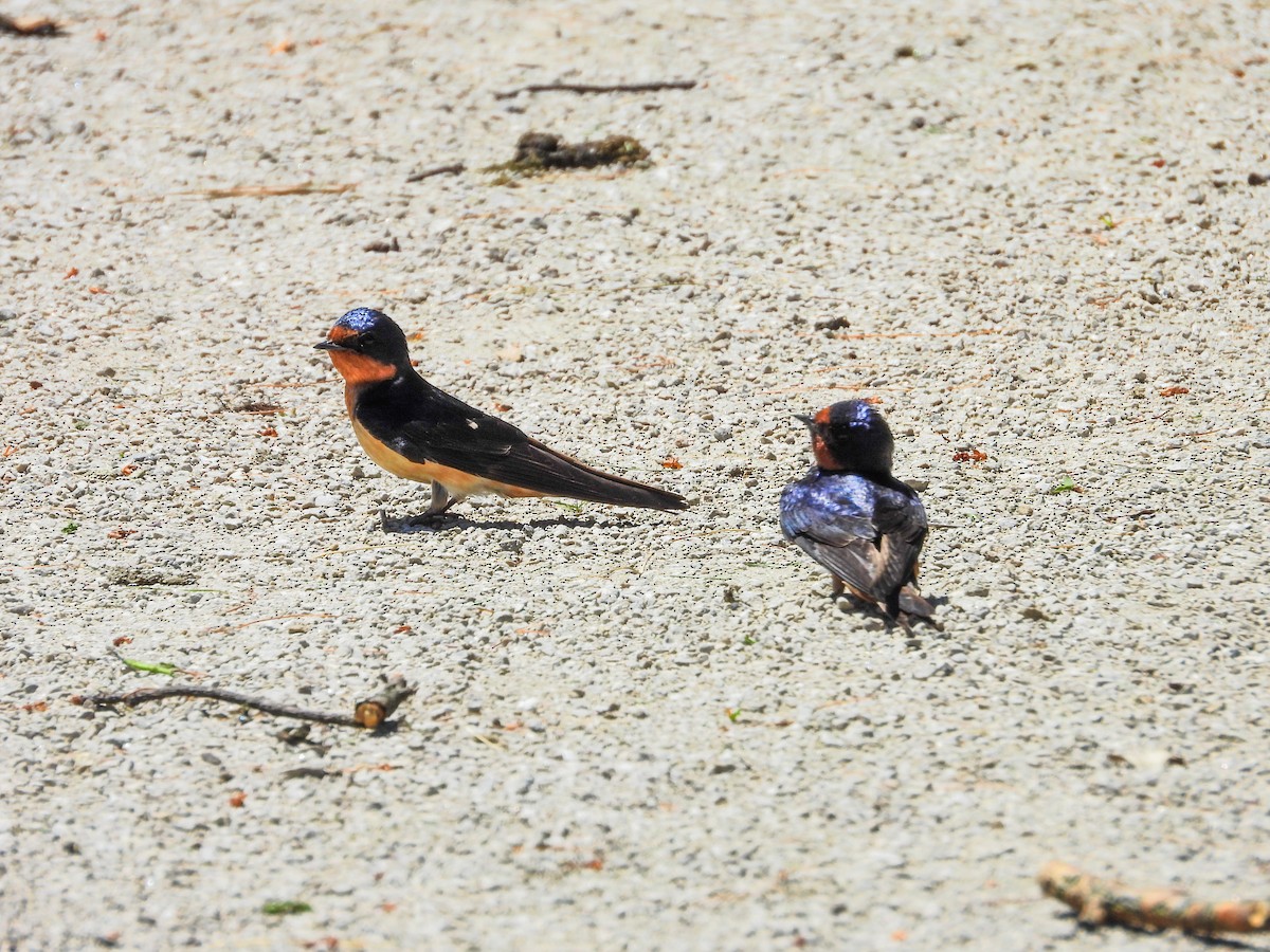 Barn Swallow - ML620343652