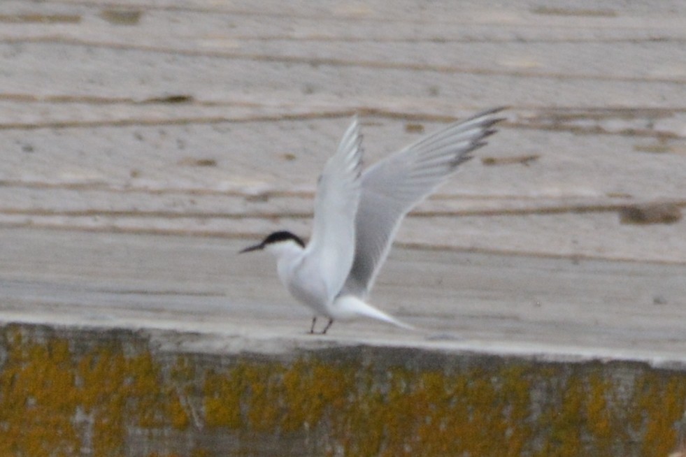 Common Tern (longipennis) - ML620343655