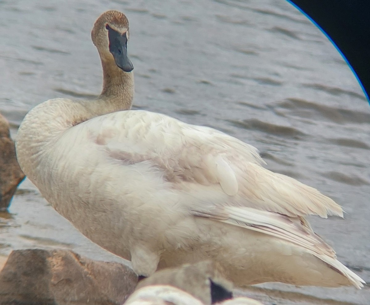 Trumpeter Swan - ML620343670