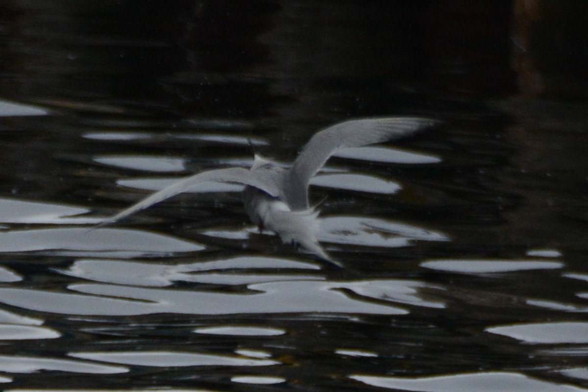Flussseeschwalbe (longipennis) - ML620343679